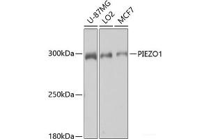 Western blot analysis of extracts of various cell lines using PIEZO1 Polyclonal Antibody at dilution of 1:1000. (PIEZO1 Antikörper)