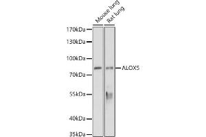 Western blot analysis of extracts of various cell lines, using  antibody (ABIN3023072, ABIN3023073, ABIN3023074 and ABIN6219376) at 1:1000 dilution.