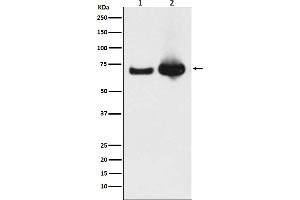 Western blot analysis of Grp75 expression in (1) HeLa cell lysate, (2) Mouse liver lysate.