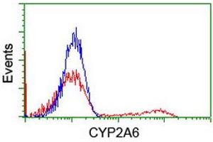 HEK293T cells transfected with either RC222995 overexpress plasmid (Red) or empty vector control plasmid (Blue) were immunostained by anti-CYP2A6 antibody (ABIN2455225), and then analyzed by flow cytometry. (CYP2A6 Antikörper)
