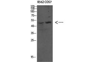 Western Blot (WB) analysis of specific cells using Antibody diluted at 1:1000. (ATG4C Antikörper  (N-Term))