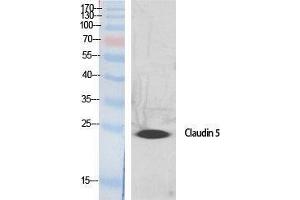 Western Blotting (WB) image for anti-Claudin 5 (CLDN5) (C-Term) antibody (ABIN3174428) (Claudin 5 Antikörper  (C-Term))