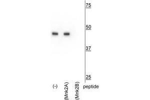 Western blot of HeLa lysate showing specific immunolabeling of the ~47 kDa Mnk2b isoform in the first lane (-). (MKNK2 Antikörper  (C-Term))