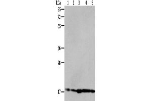 Western Blotting (WB) image for anti-ADP-Ribosylation Factor 6 (ARF6) antibody (ABIN2425526) (ARF6 Antikörper)