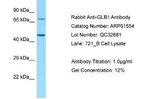 Western Blotting (WB) image for anti-Galactosidase, beta 1 (GLB1) (N-Term) antibody (ABIN970770) (GLB1 Antikörper  (N-Term))