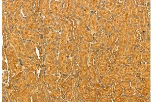 ABIN6264778 and ABIN6272928 at 1/100 staining Rat kidney tissue by IHC-P.