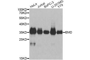 Western blot analysis of extracts of various cell lines, using EMD antibody (ABIN6290347) at 1:1000 dilution. (Emerin Antikörper)