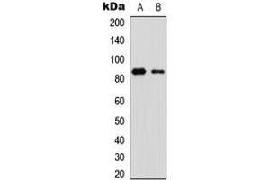 Western blot analysis of OLFML2B expression in CEM (A), human muscle (B) whole cell lysates. (OLFML2B Antikörper  (Center))