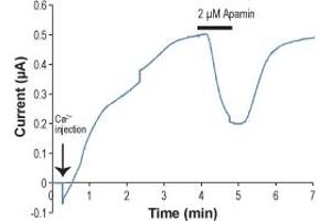 Apamin inhibits KCa2. (Apamin Peptid)