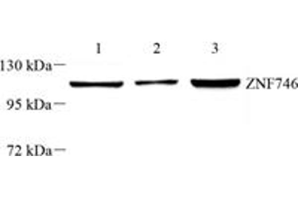 ZNF746 Antikörper
