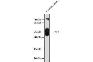 Western blot analysis of extracts of Human serum, using GYPB Rabbit pAb (ABIN7267475) at 1:1000 dilution. (CD235b/GYPB Antikörper  (AA 1-91))