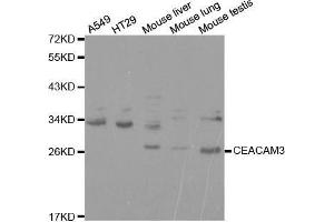 Western blot analysis of extracts of various cell lines, using CEACAM3 antibody.