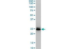HMGB2 monoclonal antibody (M02), clone 4G7. (HMGB2 Antikörper  (AA 1-195))