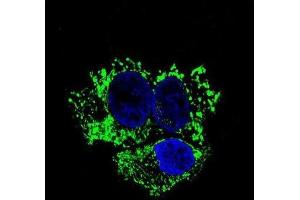 Immunofluorescence (IF) image for anti-Aldehyde Dehydrogenase 2 Family (Mitochondrial) (ALDH2) antibody (ABIN2995313) (ALDH2 Antikörper)