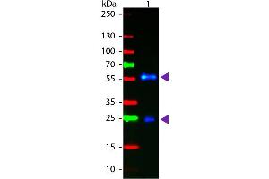 Western blot of Fluorescein conjugated Goat F(ab’)2 Anti-Biotin secondary antibody. (Biotin Antikörper  (FITC))