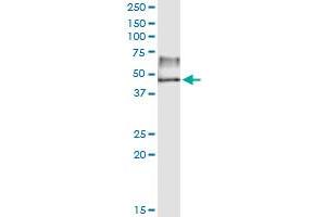 Immunoprecipitation of TBL2 transfected lysate using anti-TBL2 MaxPab rabbit polyclonal antibody and Protein A Magnetic Bead , and immunoblotted with TBL2 purified MaxPab mouse polyclonal antibody (B01P) . (TBL2 Antikörper  (AA 1-447))