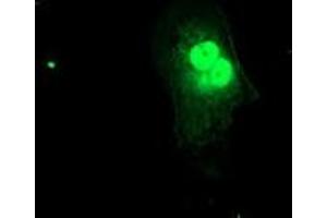 Anti-FXN mouse monoclonal antibody (ABIN2455587) immunofluorescent staining of COS7 cells transiently transfected by pCMV6-ENTRY FXN (RC204880). (Frataxin Antikörper)