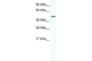 WB Suggested Anti-GJA5 Antibody Titration:  0. (Cx40/GJA5 Antikörper  (N-Term))