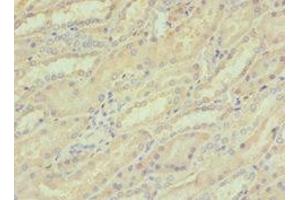 Immunohistochemistry of paraffin-embedded human kidney tissue using ABIN7148815 at dilution of 1:100 (CREB3 Antikörper  (AA 1-230))