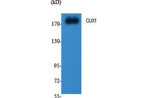 Western Blot (WB) analysis of specific cells using CUX1 Polyclonal Antibody.