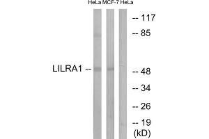 Western blot analysis of extracts from HeLa cells and MCF-7 cells, using LILRA1 antibody. (LILRA1 Antikörper  (Internal Region))