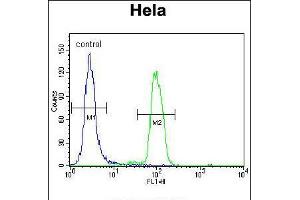 Flow cytometric analysis of Hela cells (right histogram) compared to a negative control cell (left histogram). (MAPK14 Antikörper  (C-Term))