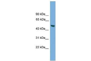 Human HepG2; WB Suggested Anti-ABHD1 Antibody Titration: 0. (ABHD1 Antikörper  (Middle Region))