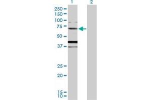 Western Blot analysis of MUC20 expression in transfected 293T cell line by MUC20 MaxPab polyclonal antibody.