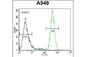 GOLGA2L1 Antibody (C-term) (ABIN654533 and ABIN2844251) flow cytometric analysis of A549 cells (right histogram) compared to a negative control cell (left histogram).