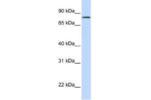 LST-3TM12 antibody used at 1 ug/ml to detect target protein. (LST-3TM12 Antikörper  (Middle Region))