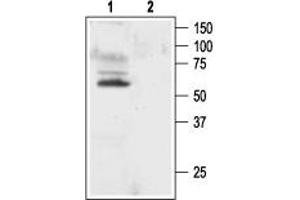 Western blot analysis of rat brain membranes: - 1.