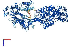 ALDH1L2 Protein (AA 1-923) (His tag)