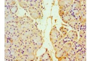 Immunohistochemistry of paraffin-embedded human pancreatic tissue using ABIN7172045 at dilution of 1:100 (TXN2 Antikörper  (AA 1-166))