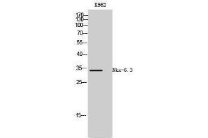 Western Blotting (WB) image for anti-NK6 Homeobox 3 (NKX6-3) (Internal Region) antibody (ABIN3185920) (NK6 Homeobox 3 Antikörper  (Internal Region))