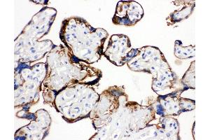 Anti-Annexin A1 antibody, IHC(P) IHC(P): Human Placenta Tissue (Annexin a1 Antikörper  (N-Term))