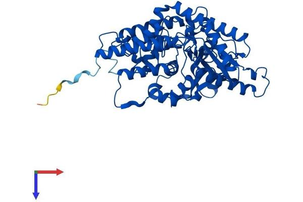 CSAD Protein (AA 1-493) (His tag)