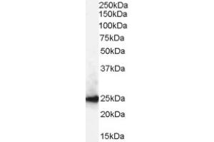 Image no. 1 for anti-Chromobox Homolog 1 (CBX1) (Internal Region) antibody (ABIN374618) (CBX1 Antikörper  (Internal Region))