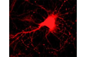 Indirect immunostaining of hippocampus neurons (dilution 1 : 500). (Alpha, beta Synuclein (AA 2-25), (N-Term) Antikörper)