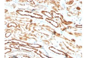 Formalin-fixed, paraffin-embedded human kidney stained with Erythropoietin Recombinant Rabbit Monoclonal Antibody (EPO/3793R). (Rekombinanter EPO Antikörper  (AA 28-162))