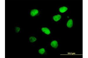 Immunofluorescence of purified MaxPab antibody to IKZF4 on HeLa cell. (IKZF4 Antikörper  (AA 1-544))