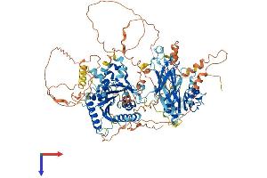 NIR1 Protein (AA 1-974) (His tag)