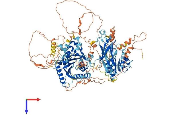 NIR1 Protein (AA 1-974) (His tag)