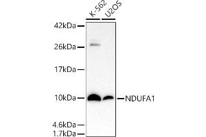 Western blot analysis of extracts of various cell lines, using NDUF antibody (ABIN7268797) at 1:1000 dilution. (NDUFA1 Antikörper)