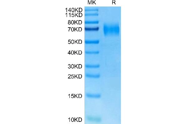 IL23R Protein (AA 24-374) (His tag)