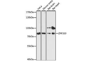 Western blot analysis of extracts of various cell lines, using ZNF333 antibody. (ZNF333 Antikörper  (AA 1-303))