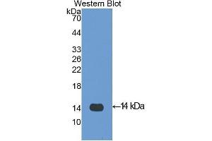 Western Blotting (WB) image for anti-Platelet Factor 4 (PF4) (AA 30-105) antibody (ABIN1172512) (PF4 Antikörper  (AA 30-105))