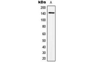 Western blot analysis of TRPS1 expression in HeLa (A) whole cell lysates. (TRPS1 Antikörper  (N-Term))