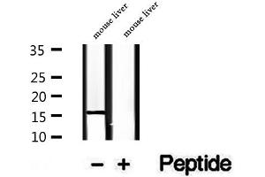 Western blot analysis of extracts of mouse liver tissue, using RPS14 antibody. (RPS14 Antikörper  (Internal Region))