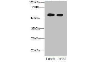 Western blot All lanes: Tektin-5 antibody at 16 μg/mL Lane 1: NIH/3T3 whole cell lysate Lane 2: HepG2 whole cell lysate Secondary Goat polyclonal to rabbit IgG at 1/10000 dilution Predicted band size: 56 kDa Observed band size: 56 kDa (TEKT5 Antikörper  (AA 1-485))