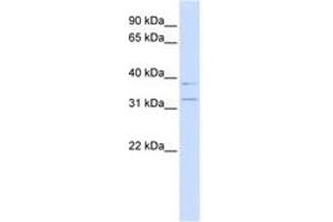 Image no. 1 for anti-Potassium Channel Regulator (KCNRG) (N-Term) antibody (ABIN6742716) (KCNRG Antikörper  (N-Term))